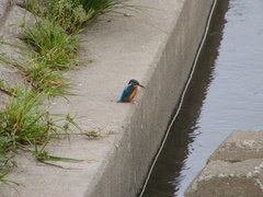 Alcedo atthis