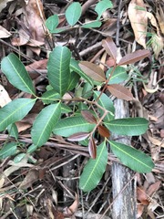 Cupaniopsis parvifolia