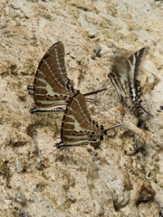 Graphium aristeus