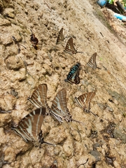 Graphium aristeus