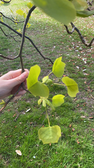 Liriodendron tulipifera