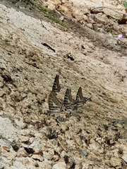 Graphium aristeus