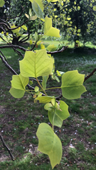 Liriodendron tulipifera