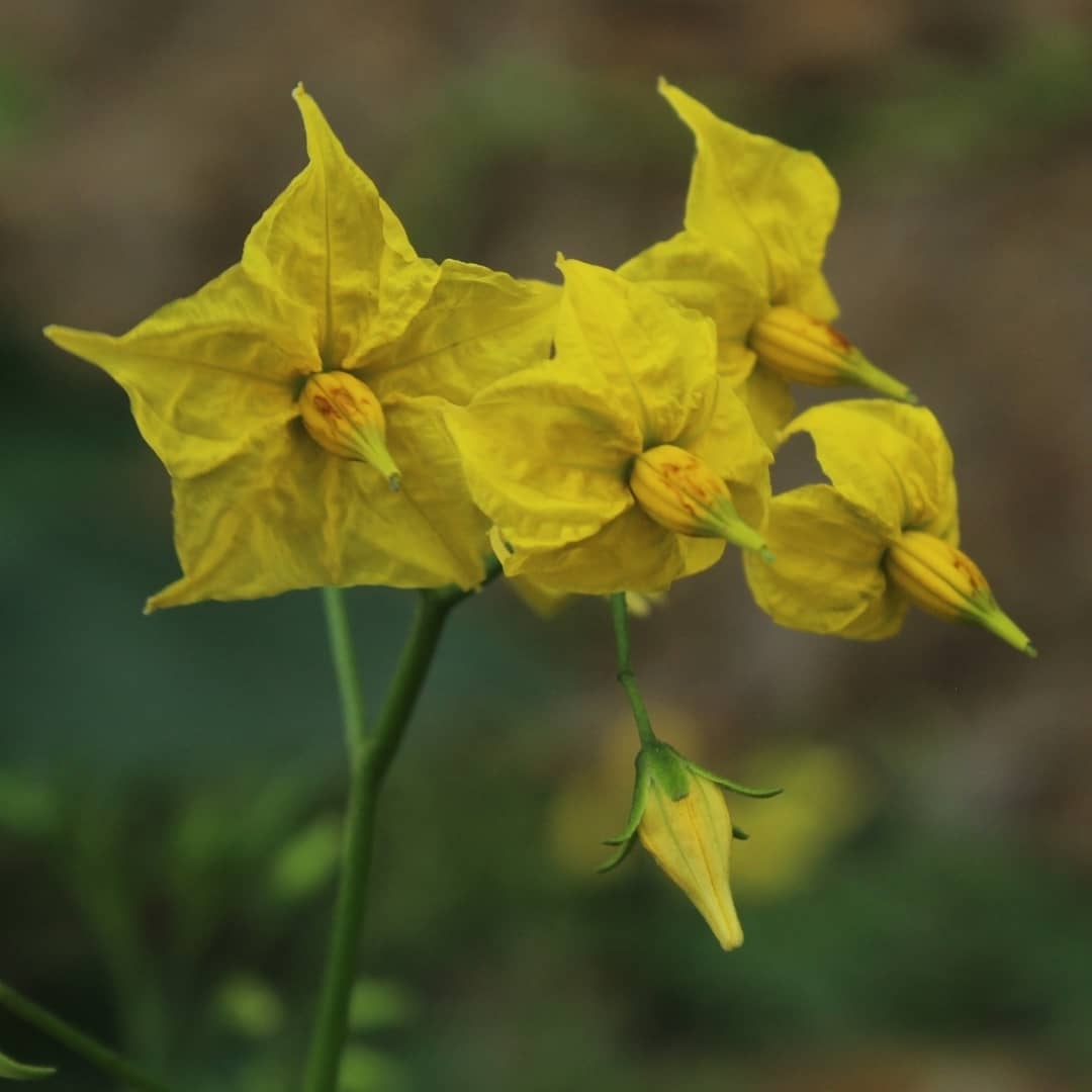 Solanum arcanum