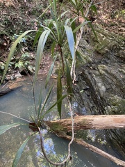 Sarcochilus argochilus