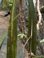 Sarcochilus argochilus