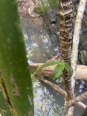 Sarcochilus argochilus