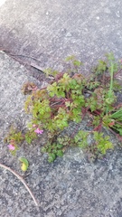 Geranium robertianum