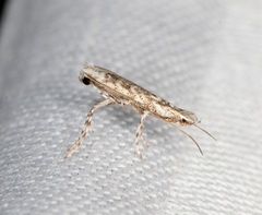 Epicephala lanceolaria