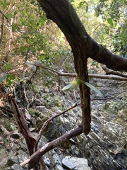 Sarcochilus argochilus