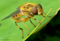 Parhelophilus divisus