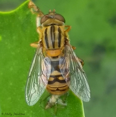 Parhelophilus divisus