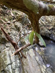 Sarcochilus argochilus