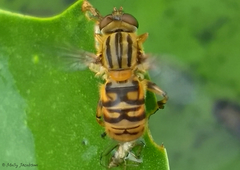 Parhelophilus divisus