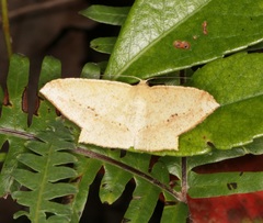 Krananda falcata