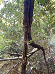 Sarcochilus argochilus