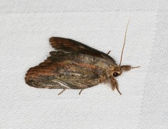 Lamprothripa scotia