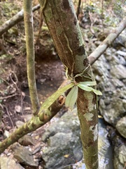 Sarcochilus argochilus