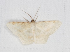 Luxiaria amasa