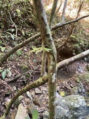 Sarcochilus argochilus