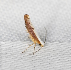 Argyresthia lata
