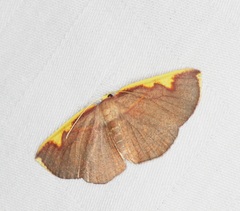 Nothomiza flavicosta