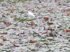 Egretta garzetta