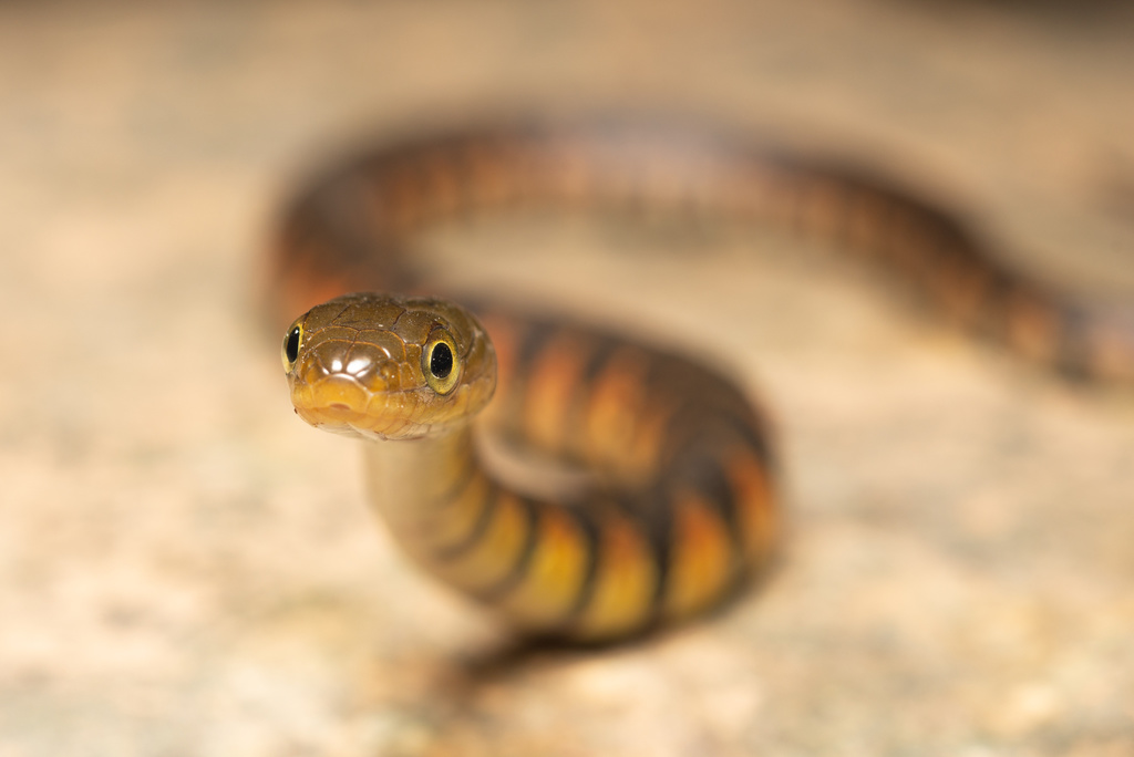 Chinese Keelback Water Snake