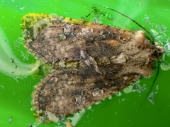 Ichneutica morosa
