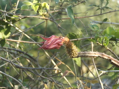 Selenicereus spinulosus