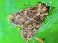 Ichneutica morosa