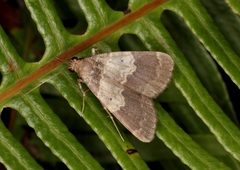 Hydrillodes nilgirialis