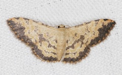 Idaea phaeocrossa