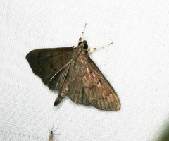 Omiodes tristrialis