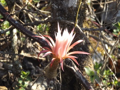 Selenicereus spinulosus