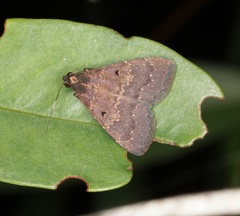 Hydrillodes nilgirialis