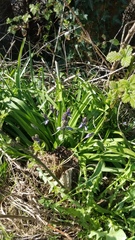 Hyacinthoides non-scripta