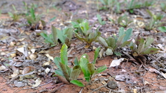 Parinari capensis capensis
