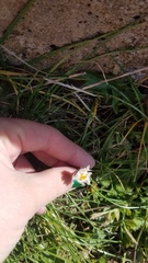 Bellis perennis