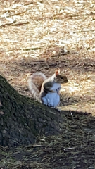 Sciurus carolinensis