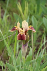 Iris scariosa