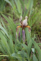 Iris scariosa
