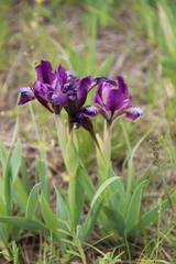 Iris scariosa