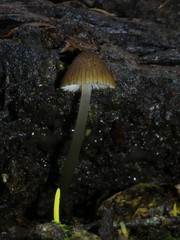 Entoloma squamiferum