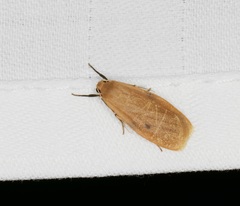 Paralithosia shaowuica