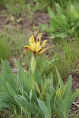 Iris scariosa