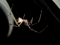 Thwaitesia margaritifera
