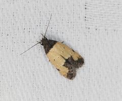 Tyrolimnas anthraconesa