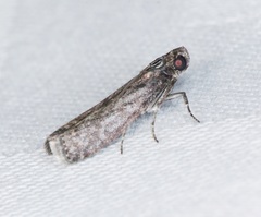 Ectomyelois ceratoniae