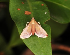 Endotricha olivacealis